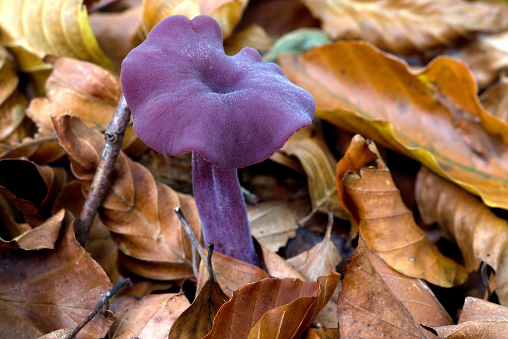 Oisterwijkse Bossen en Vennen Kampina natuurgebied natuur hdr oisterwijk Nationaal park Landschap Het Groene Woud hei heide bossen natuurmonumenten brabant